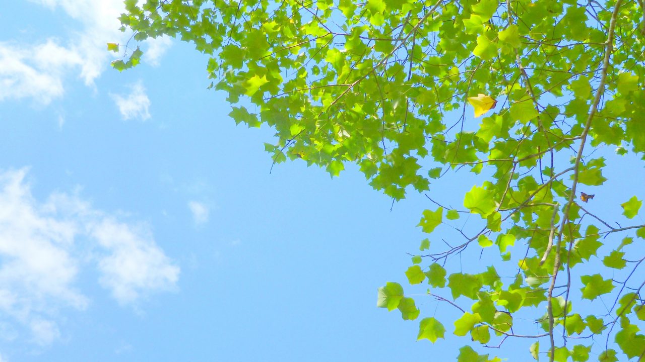 春の空