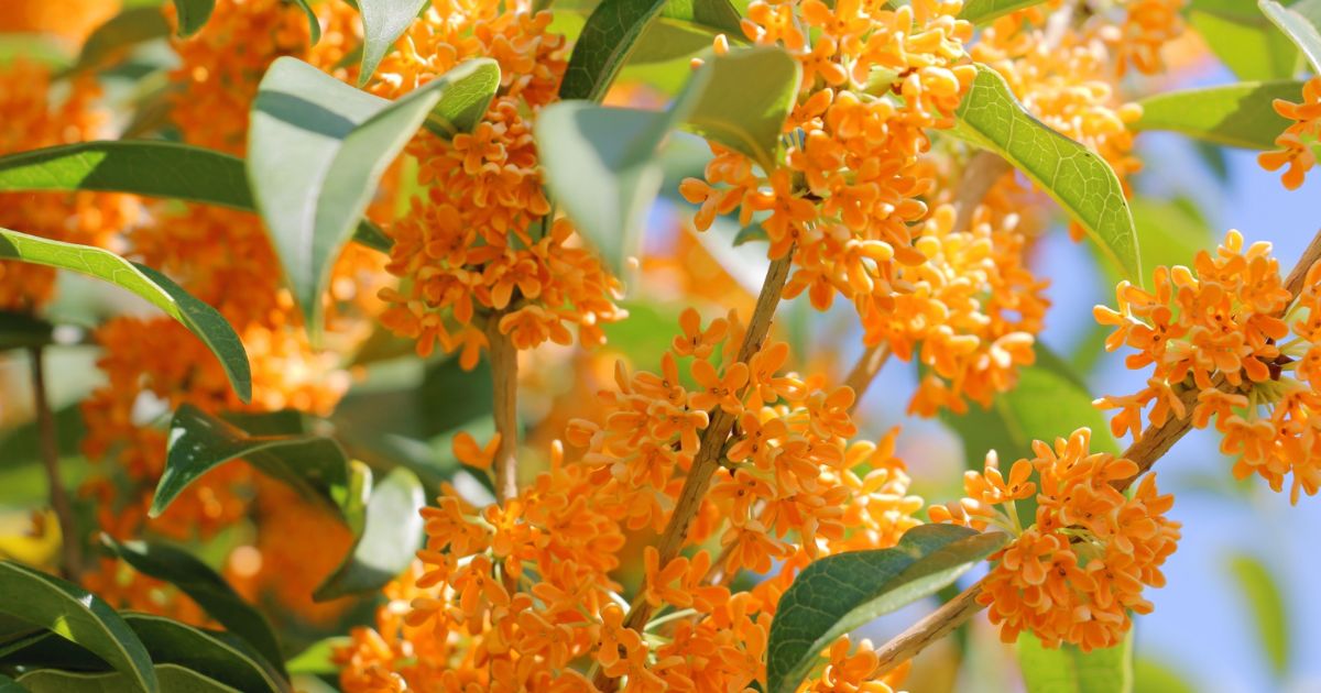 結論：裏起毛は最高気温15度以下が着用の目安